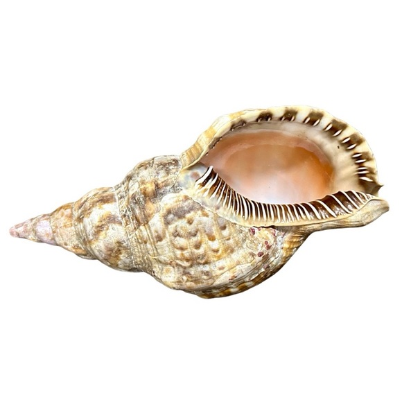 Large Spiny Triton Sea Shell – Natural Coastal Decor - Picture 2 of 5
